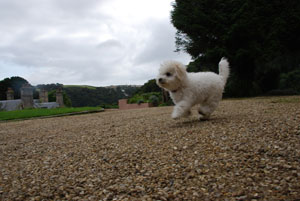 Chester the dog running