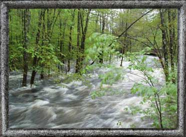 river through trees